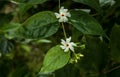 The night flowering with buds.