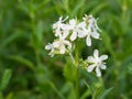 Night-flowering catchfly, Silene noctiflora