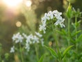 Night-flowering catchfly, Silene noctiflora