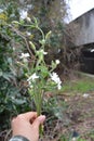 Night-flowering catchfly.