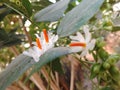 Night-flowering jasmine flower in the house Royalty Free Stock Photo