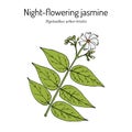 Night-flowering jasmine, nyctanthes arbor-tristis , medicinal plant