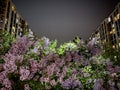 Night flowers and lighting in front of the buildings