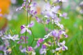 Night flowers violet spring gentle background