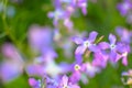 Night flowers violet spring gentle background