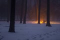 Night forest in fog with orange beam of light