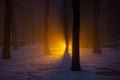 Night forest in fog with orange beam of light