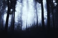 Night forest with mysterious blue fog Royalty Free Stock Photo