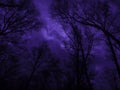 Night forest scene background. Silhouettes of trees against the background of the starry sky. Royalty Free Stock Photo