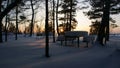 At night in the forest on the snowy river Bank in winter Royalty Free Stock Photo