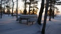 At night in the forest on the snowy river Bank in winter Royalty Free Stock Photo