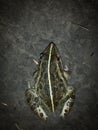 A Night Frog In The Dark. Royalty Free Stock Photo