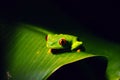 Night frog in leaf Royalty Free Stock Photo