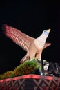 Night front view of Langkawi Eagle Monument