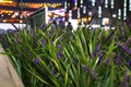 Night Grass in Beijing Royalty Free Stock Photo