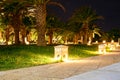 Night ground lights, palm trees and path. Tropical night landscape and starry sky