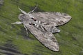 Night hawk moth (Sphinx convolvuli) Royalty Free Stock Photo