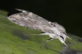 Night hawk moth (Sphinx convolvuli) Royalty Free Stock Photo