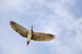 Night Heron Royalty Free Stock Photo