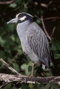 Night Heron