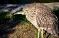 Night Heron in Balboa Park Royalty Free Stock Photo