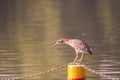 Night Heron