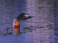 Night Heron