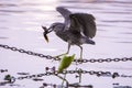 Night Heron