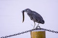 Night Heron Royalty Free Stock Photo