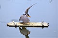 Just landing on a bamboo raft after getting a fish.