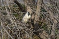 Night heron bird in tree Royalty Free Stock Photo