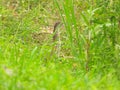 Night Heron