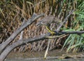 Night Heron on the branch in the swamp Royalty Free Stock Photo