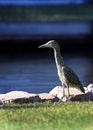 Night Heron on the Canal Royalty Free Stock Photo