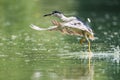 Night heron closeup Royalty Free Stock Photo