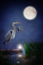 Fairy heron on an old pond at night