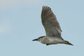 Night heron in flight. Flying with spread wings.