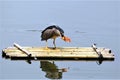Night heron got fish and ready to eat it on a bamboo raft. Royalty Free Stock Photo