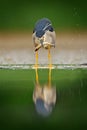 Night heron, grey water bird with fish in the bill, animal in the water, action scene from Hungary, nature habitat. Bird behaviou