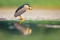 Night heron, grey water bird with fish in the bill, animal in the water, action scene from Hungary, nature habitat.
