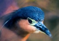 Night heron head closeup. Wild tropical bird photo. Heron in zoo. Philippines heron.