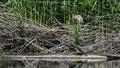 Night heron hidden in the swamp, young specimen