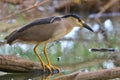 Night Heron by Lake