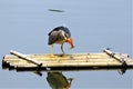 Night Heron, a medium-sized heron is eating fish, a red fish.