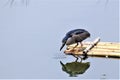 Night Heron is a medium-sized heron, is now concentrating on fish.