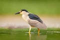 Night heron, Nycticorax nycticorax, grey water bird sitting in the water, Hungary. Wildlife scene from nature. Bird in the water Royalty Free Stock Photo