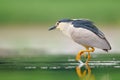 Night heron, Nycticorax nycticorax, grey water bird sitting by the water, animal in the nature habitat, Hungary, Europe. Royalty Free Stock Photo