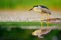 Night heron, Nycticorax nycticorax, grey water bird sitting by the water, animal in the nature habitat, Romania, Europe. Heron wit Royalty Free Stock Photo