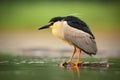Night heron, Nycticorax nycticorax, grey water bird sitting in the water, Hungary Royalty Free Stock Photo