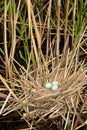 Night heron ( Nycticorax nycticorax ) nest